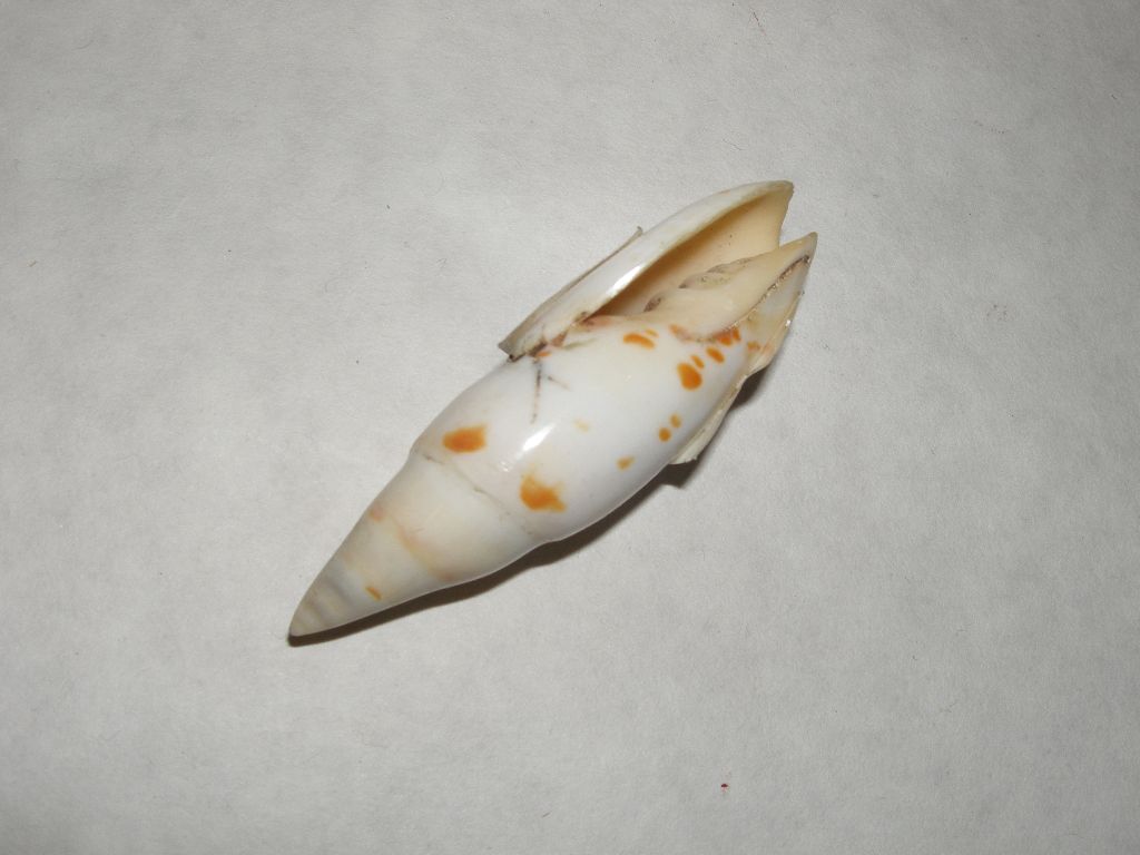 mušľa oranž malá